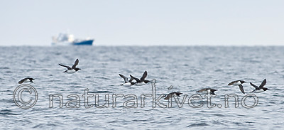 BB 12 0166 / Uria aalge / Lomvi